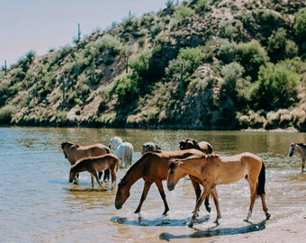 Wild Horses of the Salt River Fine Art Print #3