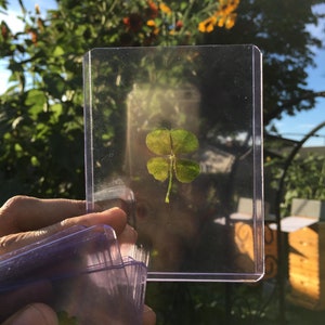 May include: A four-leaf clover pressed inside a clear plastic frame. The clover is green and has a long stem. The frame is held in a person's hand.