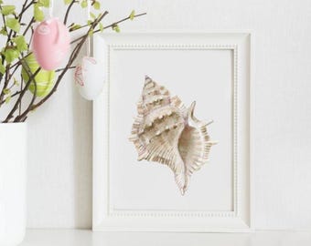 Seashell Art Print, Coastal Decor, Minimalist Wall Art, 5 x 7 printed + shipped