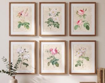 Set of 6 Vintage Inspired Botanical Rose Prints, Pink White Floral Wall Art (8x10)