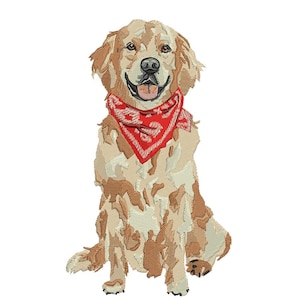 May include: A golden retriever dog wearing a red bandana with a white background. The dog is sitting with its tongue sticking out and looking at the camera.