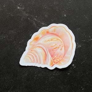 May include: A pink and orange seashell sticker with a detailed illustration of the shell's interior.