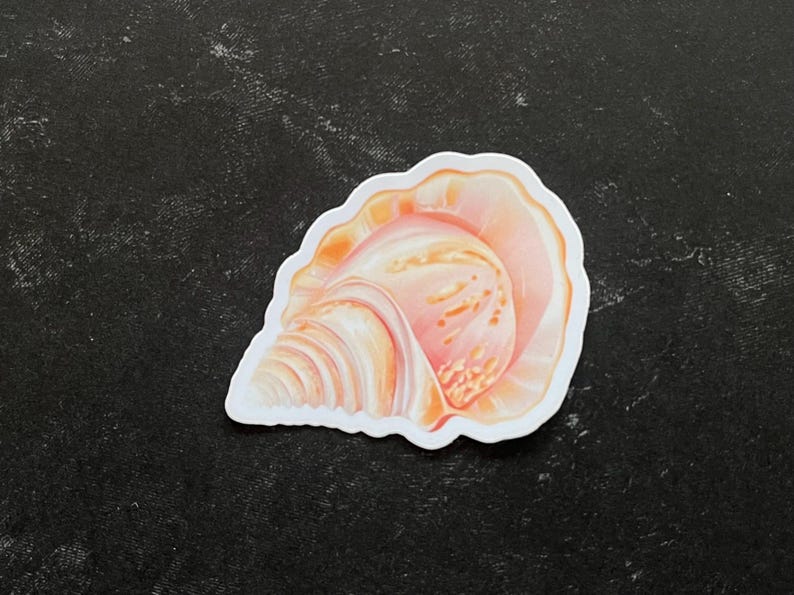 May include: A pink and orange seashell sticker with a detailed illustration of the shell's interior.