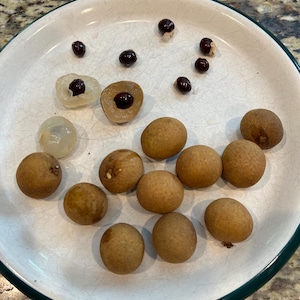 6 “Kohala” Longan seeds (Fresh and USA grown)