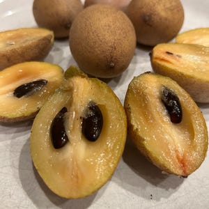 5 Makok Sapodilla seeds ( Fresh and USA grown )