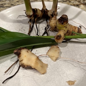 1 greater galangal ginger tuber ( Alpinia galanga) ( Fresh and USA grown)