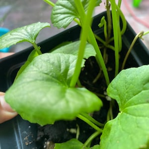 May include: A small green plant with rounded, slightly scalloped leaves and thin, upright stems growing in a black plastic square pot filled with dark potting soil. The foliage is vibrant green with visible veins and a smooth, matte texture.