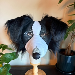 Puede incluir: Una m&aacute;scara de perro Border Collie en blanco y negro con ojos pintados realistas y una nariz negra. La m&aacute;scara tiene pelo negro esponjoso alrededor de las orejas y un hocico blanco. La m&aacute;scara est&aacute; montada en un soporte de madera.