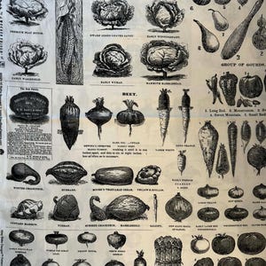 May include: A vintage botanical print featuring detailed illustrations of various vegetables, including beets, cabbages, gourds, and asparagus. The black and white drawings are labeled with their names, creating an educational and decorative piece.