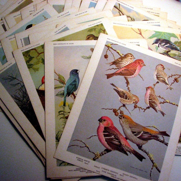 Vintage Bird Prints