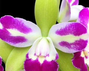 Blc. Yen Corona ‘Green Genie’ (3.5” pot)
