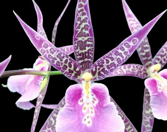 Miltassia Charles M. Fitz ‘Izumi’ AM/AOS (3.5” pot)