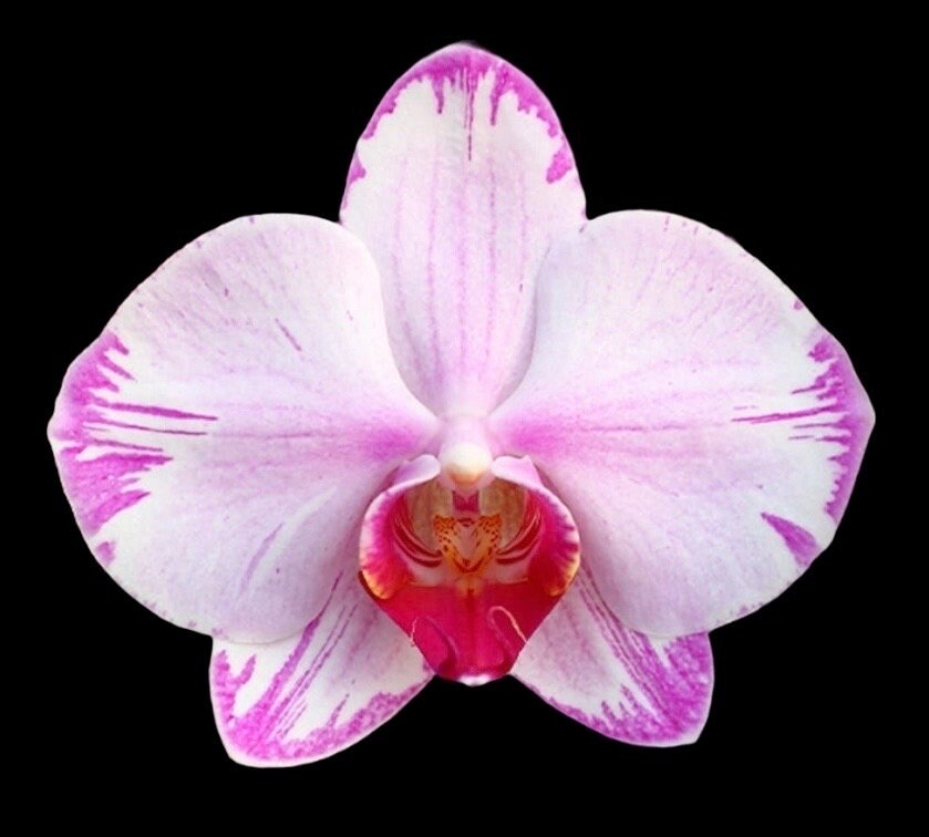 Phal. Fong Tien’s Amapearl ‘Cone Pearl’ (3” pot)