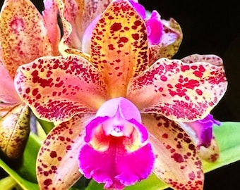 Rlc. Waianae Leopard 'Ching Hua’ (3.5” pot)