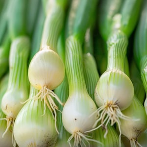 Bunching Onion Seeds Allium Cepa Bosui Zaadjes Biologisch Fruhlingszwiebel Samen Graines De Oignon Blanc Bunching Onion Scallion