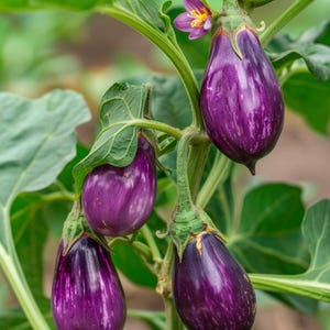 Ornamental Eggplant Seeds Solanum Melongena Decoratieve Aubergine Zaadjes Dekorative Aubergine Samen Graines De Aubergine Decorative Eggplan