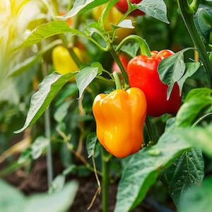 Habanero Pepper Seeds Capsicum Chinense Habanero Peper Zaadjes Habanero Pfeffer Samen Graines De Habanero Piment Habanero Hot Aromatic