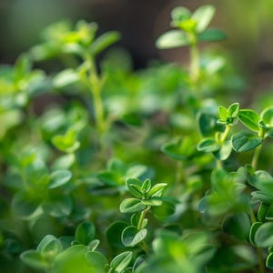 Semi di timo invernale Thymus Vulgaris Wintertijm Kruiden Zaadjes Thymian Garten Samen Graines De Thym Erba di timo invernale