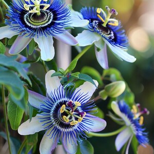 Blaue Passionsblume Samen Graines Passiflora Caerulea Blauwe Passiebloem Zaadjes Blaue Passionsblume Samen Graines De Passiflore Bleue