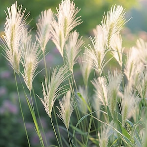 Pferdeschwanz Grassamen Stipa Tenuissima Paardenstaart Gras Zaadjes Pferdeschwanz Ziergras Samen Graines De Stipa Pony Grass
