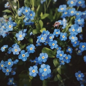 Blaue Vergissmeinnicht Samen Myosotis Alpestris Blauwe Vergeetmijnietje Zaadjes Blaue Vergissmeinnicht Samen Graines De Myosotis Vergissmeinnicht