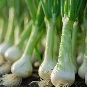 White Bunching Onion Seeds Allium Cepa Lente Uitjes Zaadjes Fruhlingszwiebel Samen Graines De Oignon Blanc Bunching Onion Scallion Spring