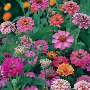 Pink Summer Flower Seeds Roze Zomerbloemen Zaadjes Rosa Blumenmischung Samen Graines De Fleurs Roses Summer Flowers Pink