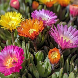 Ice Plant Mixed Seeds Dorotheanthus Bellidiformis Ijsbloem Mittagsblume Gemischt Samen Graines De Ficoide Glaciale Mesembryanthemum
