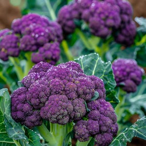 Purple Summer Broccoli Seeds Brassica Oleracea Paarse Broccoli Zaadjes Lila Brokkoli Samen Graines De Brocoli Violet Purple Summer Broccoli