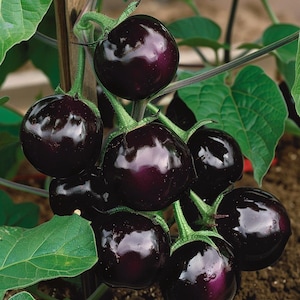 Black Beauty Eggplant Seeds Solanum Melongena Zwarte Aubergine Zaadjes Schwarze Auberginen Samen Graines De Aubergine Noire