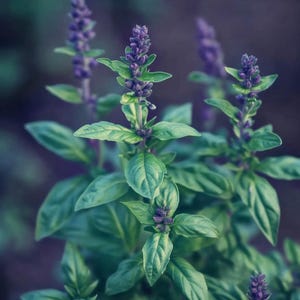 Basilicumzaden Ocimum basilicum Basilicumkruidenzaden Basilicumzaden groot blad Basilicumzaden voor potten Basilicum Zaden Basilikumsamen Graines de Basilic
