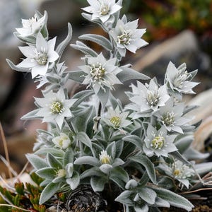 Edelweiss Seeds Leontopodium Alpinum Edelweiss Alpen Zaadjes Edelweiss Alpen Samen Graines De Edelweiss Alpin Alpine Silver Rockery