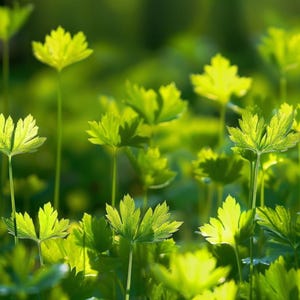 Nasiona Pietruszki Amsterdam Cięcie Petroselinum Crispum Peterselie Snij Zaadjes Amsterdamse Snijpetersilie Samen Graines De Persil Plat Pietruszka
