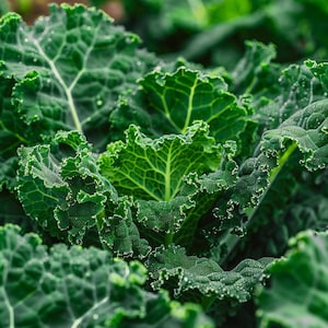 Kale Seeds Westland Autumn Brassica Oleracea Convar Acephala Var Sabellica Boerenkool Winterharde Zaadjes Westlandse Grunkohl