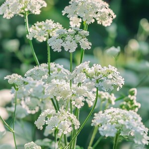 Weiße Spitze Blumensamen Ammi Majus Witte Dille Zaadjes Weisse Dill Samen Graines De Aneth Blanc Weiße Spitze Blume