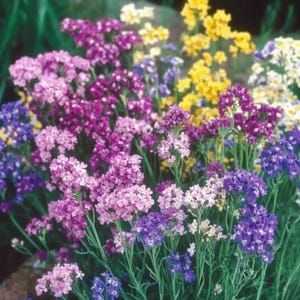 Semi di Statice Limonium Sinuatum Lamsoor Pacific Zaadjes Statice Pacific Samen Graines De Limonium Pacifique Statice Pacific Fiori secchi