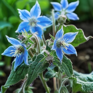 Borage Seeds Borago Officinalis Komkommerkruid Blauwe Zaadjes Borretsch Blau Samen Graines De Bourrache Borage Edible