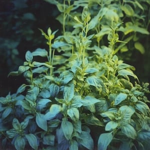 Large Leaf Basil Seeds Ocimum Basilicum Grootbladig Basilicum Zaadjes Basilikum Grossblatt Samen Graines De Basilic Grand Basil Herb