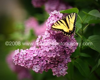 8x10 Photograph Lilac and Butterfly