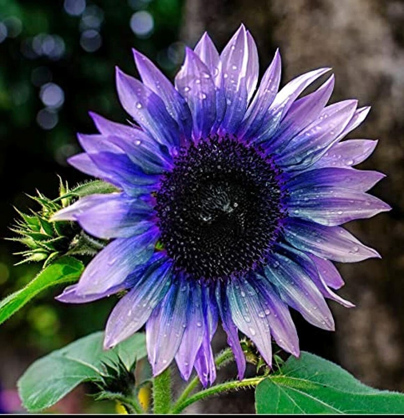 50 Seeds Bluepurple Sunflowers Huge Planting Sunflower Etsy Australia
