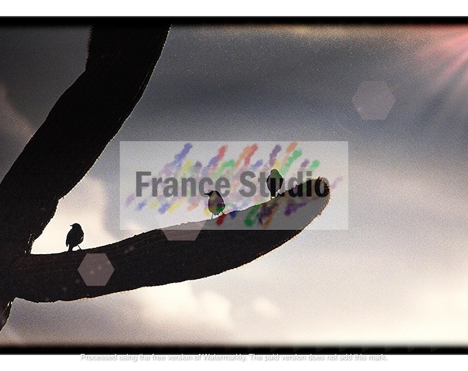 Print of a Cactus with Birds Named 'Bird Perch' 6x10