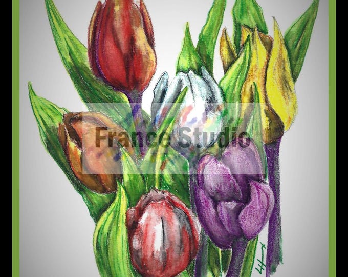 Print of a Color Pencil Drawing of a Grouping of Tulips named 'Diversity III' with Border, Unframed 8.5x11