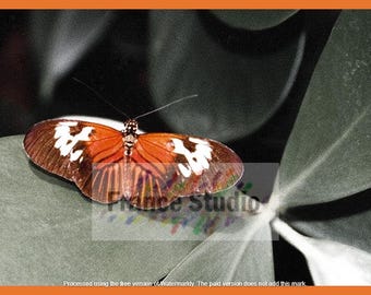Resting Orange Butterfly on Green Leaf Named Brown Beauty