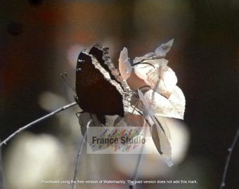 Butterfly  Named Black Beauty