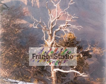 Print of a Photo Named 'Grand Canyon Solo' Vignette Unframed
