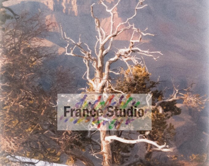 Print of a Photo Named 'Grand Canyon Solo' Vignette Unframed