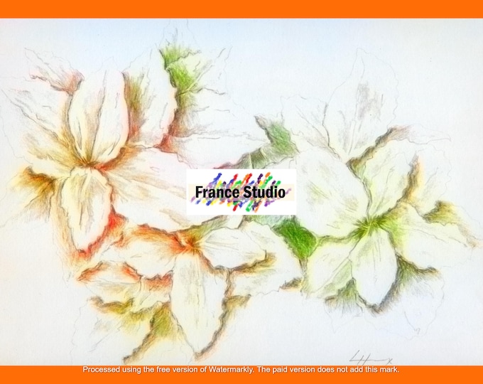 Print of an Original Color Pencil Drawing Named 'Emerald and Gold' Plant