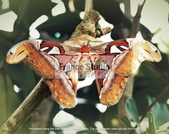 Print of a Photograph of a Moth Named 'Mothman' 8.5x11