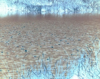 This product is a photograph titled "Water Reed imagined."