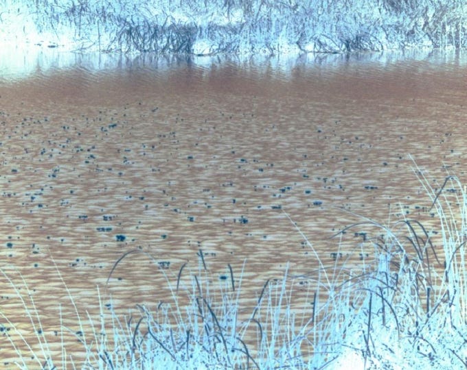 This product is a photograph titled "Water Reed imagined."